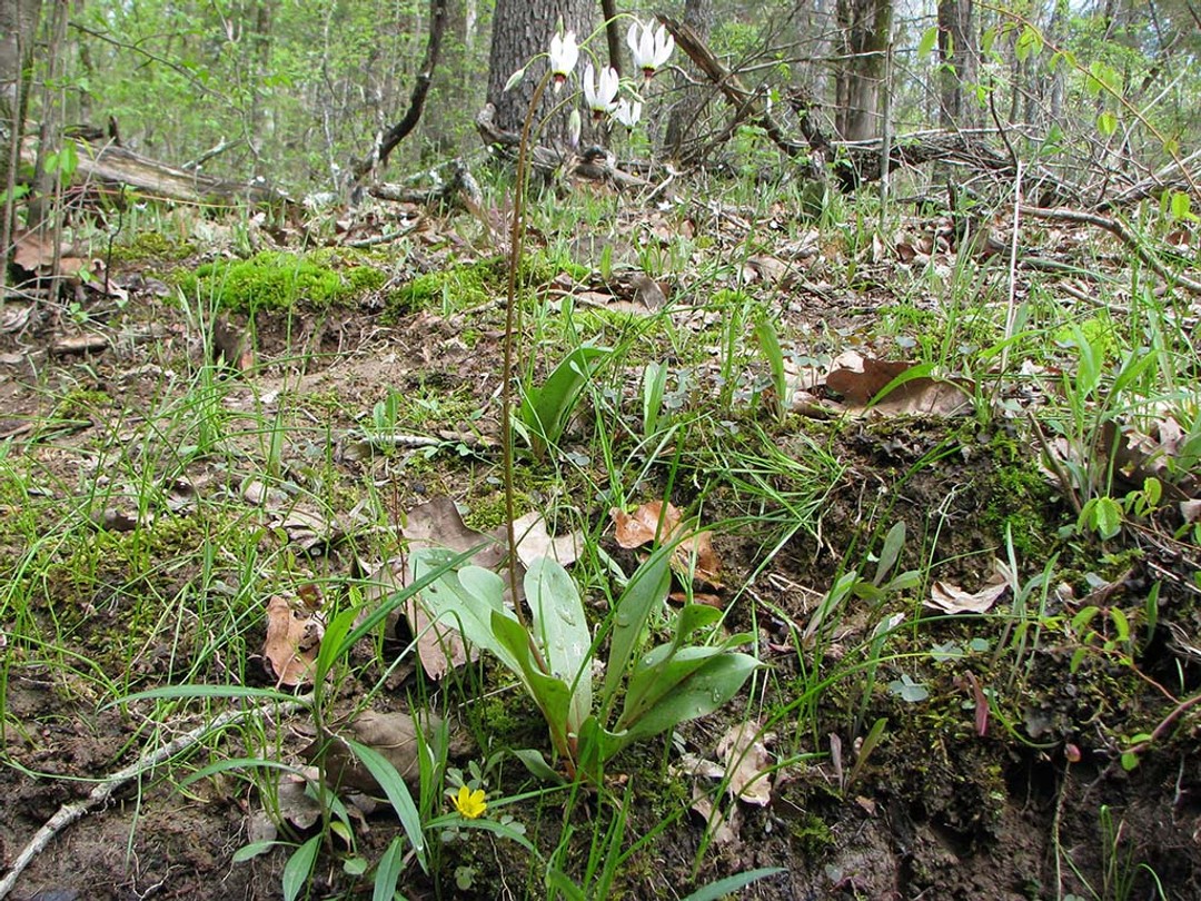Buttercup with Shooting star