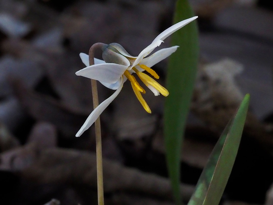 Stem and flowers of Trout lily
