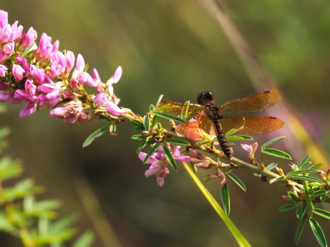 Eastern Amberwing Dragonfly