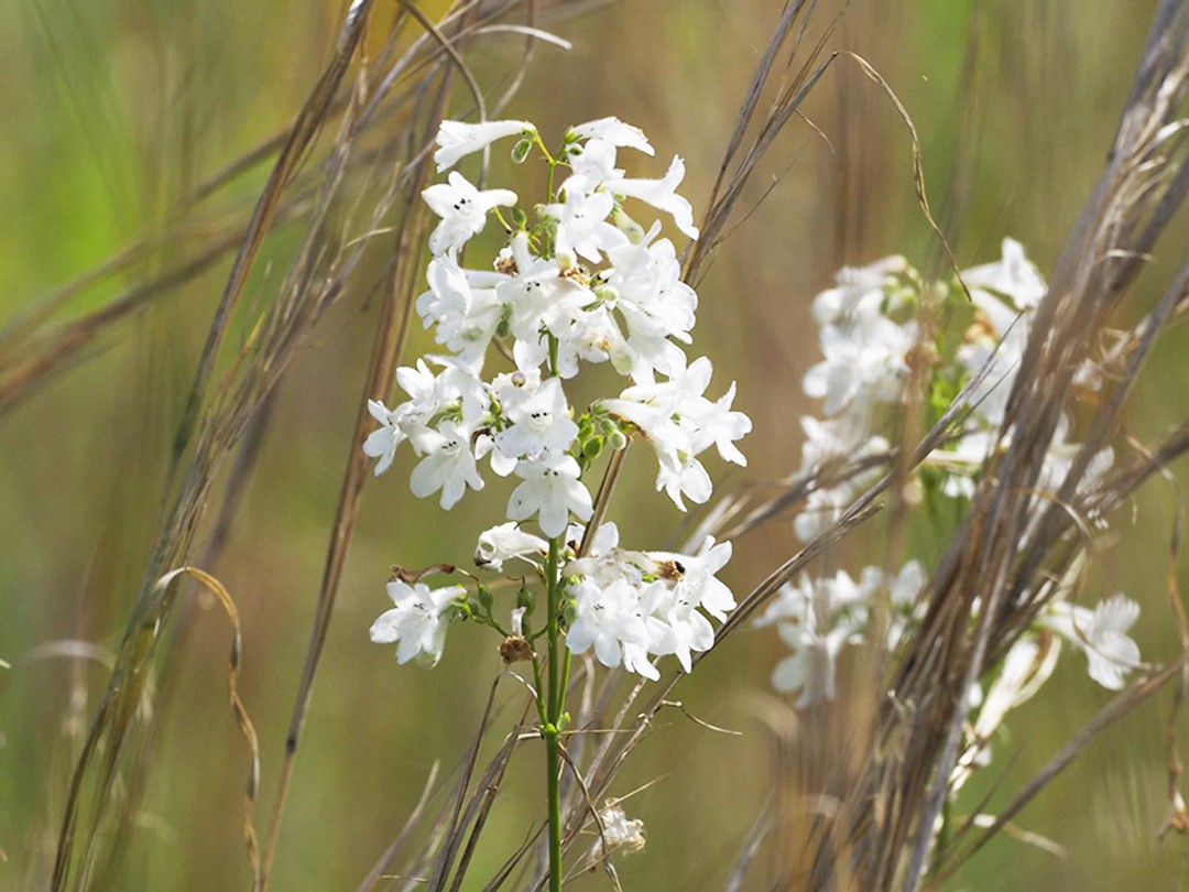 Tubed beardtongue (Penstemon tubaeflorus)