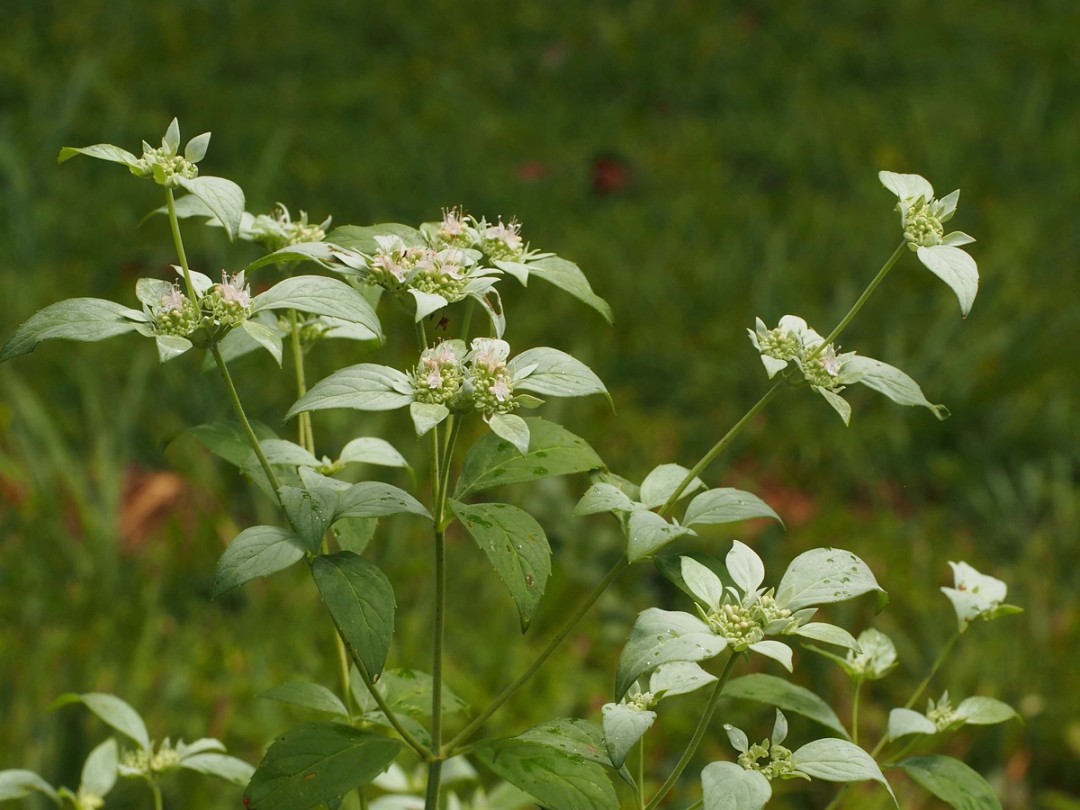 Branch and stem leaves