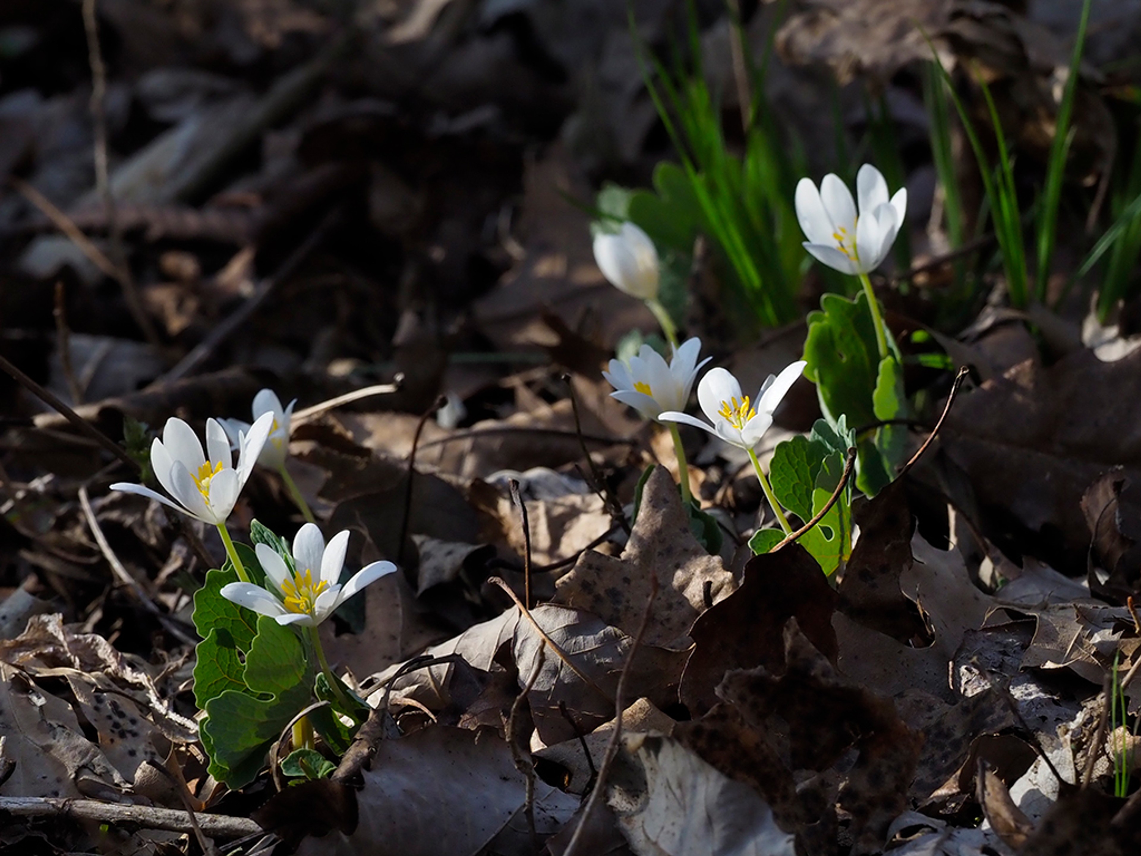 Snow white petals contrast with scattered oak leaves