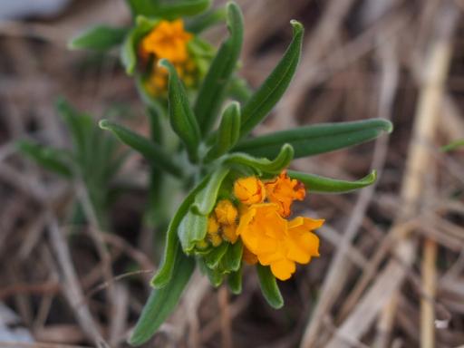 Flowers and buds