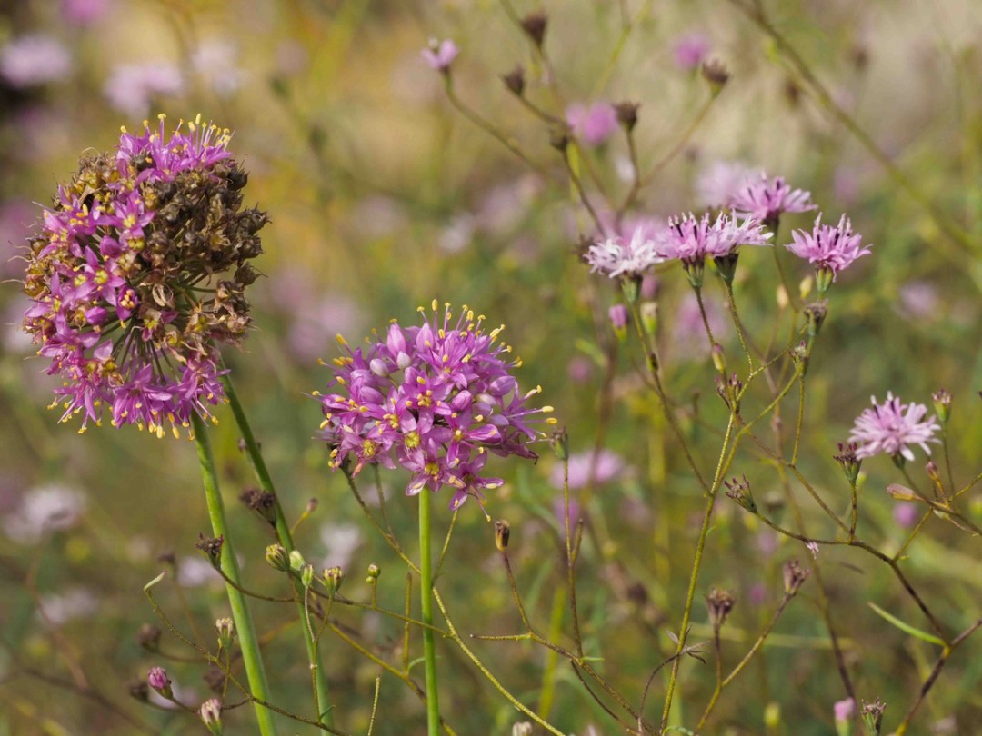 Allium stellatum