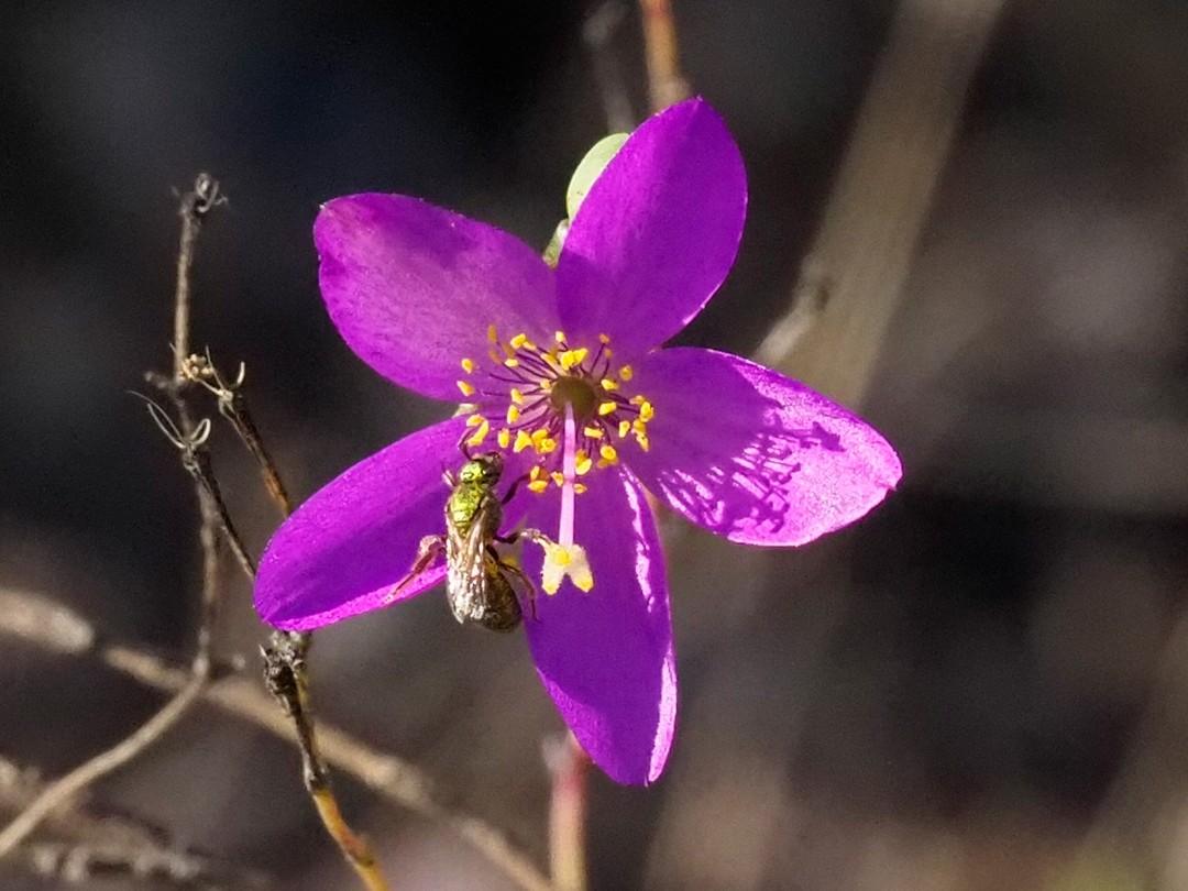 Golden sweat bee (Augochlorella aurata)