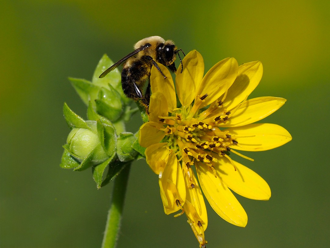 Brown-belted Bumble Bee