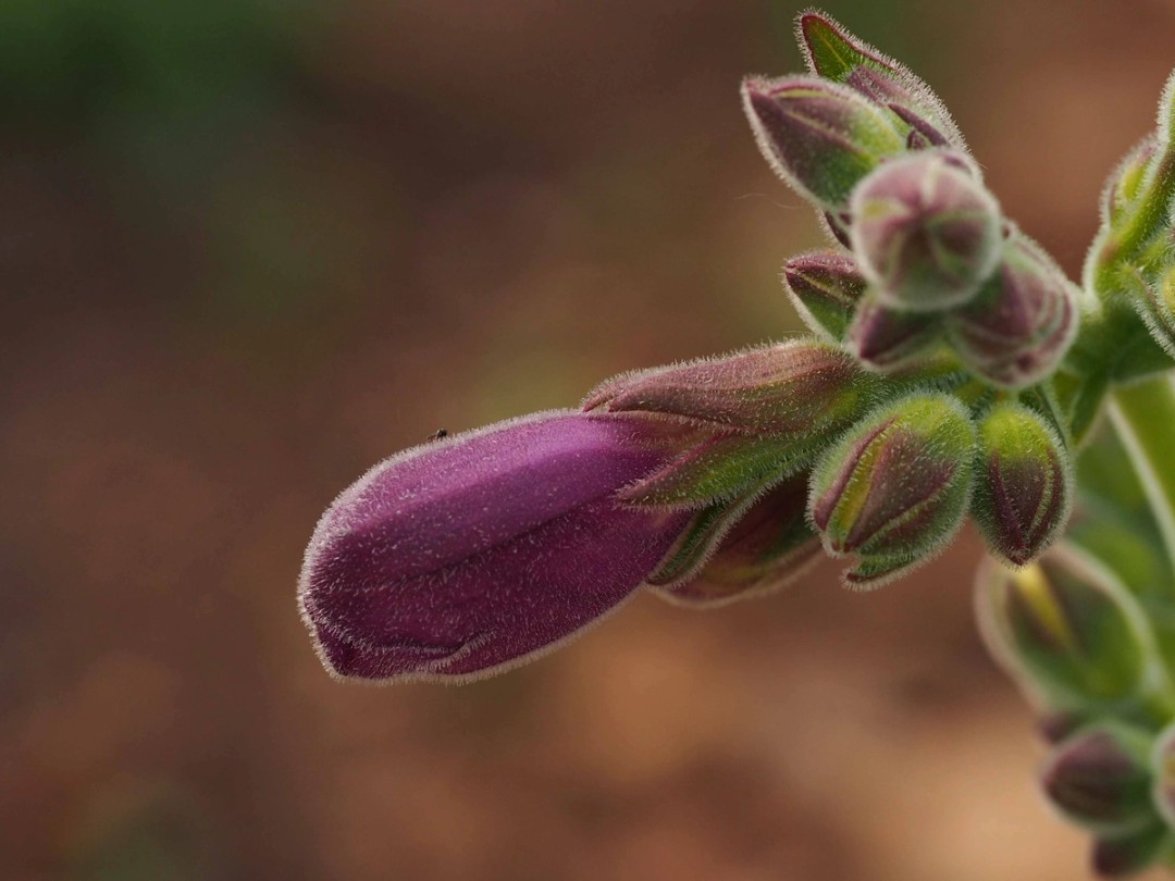 Close view of bud and calyces