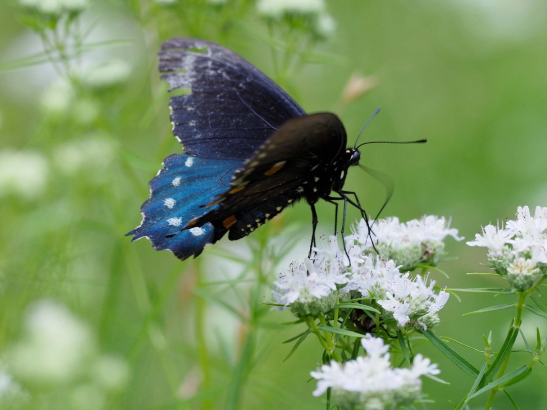 Pipevine swallowtail