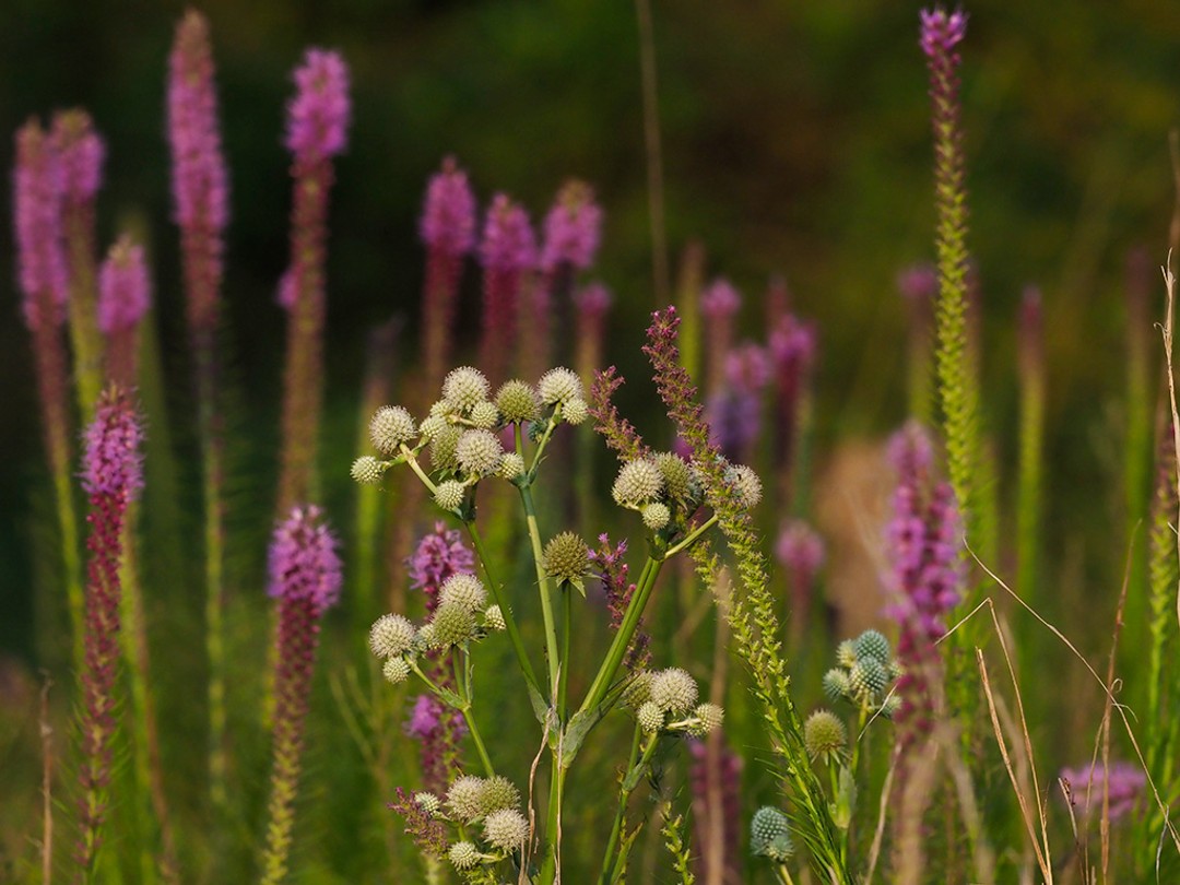 with Eryngium yuccifolium (Rattlesnake master)