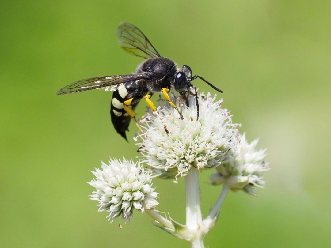 Horse guard wasp (Stictia carolina)