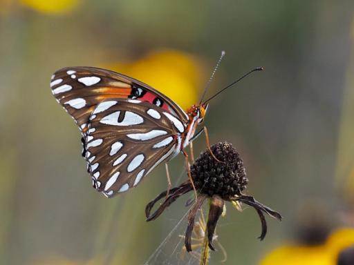 Gulf Fritillary butterfly