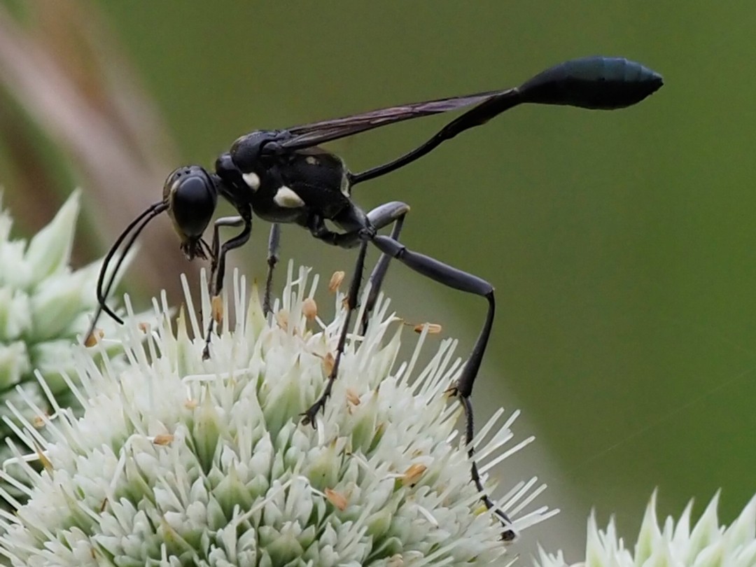 Gold-marked Thread-waisted wasp (Eremnophila aureonata)