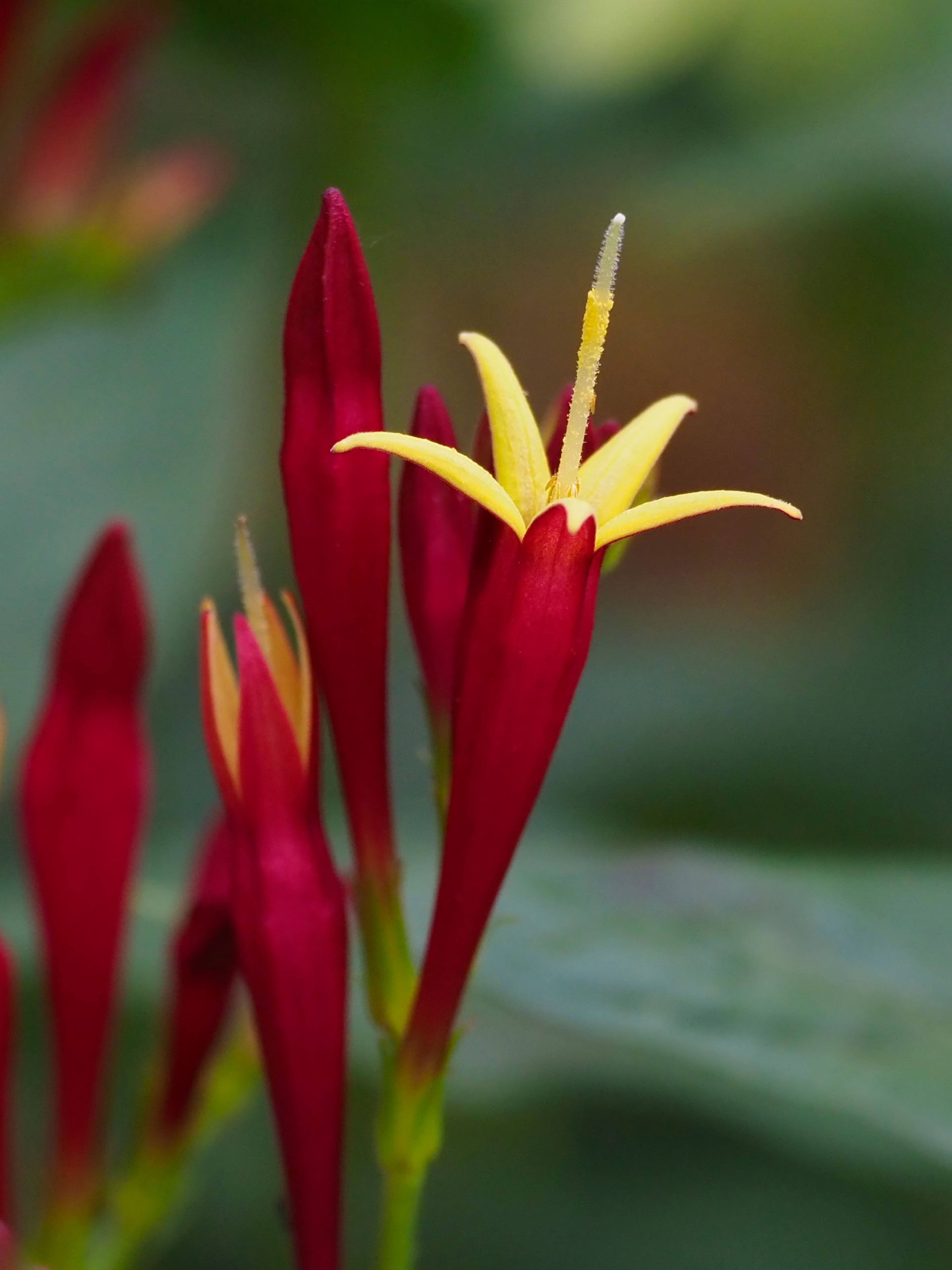 Red and yellow flower of Spigelia marilandica