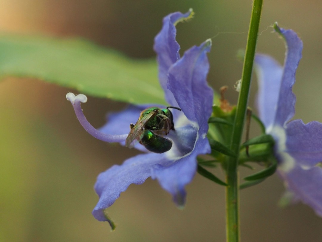 Metallic green sweat bee