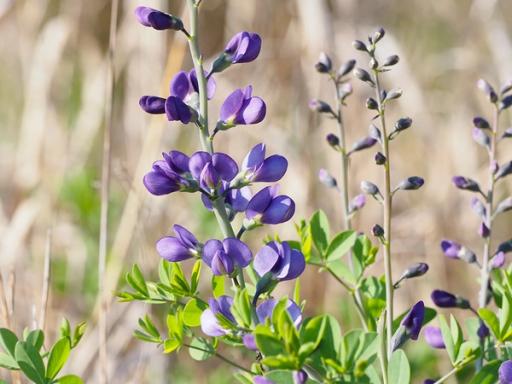 Dark lavender flowers