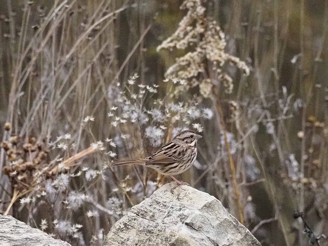 Song sparrows eat many kinds of seeds in winter