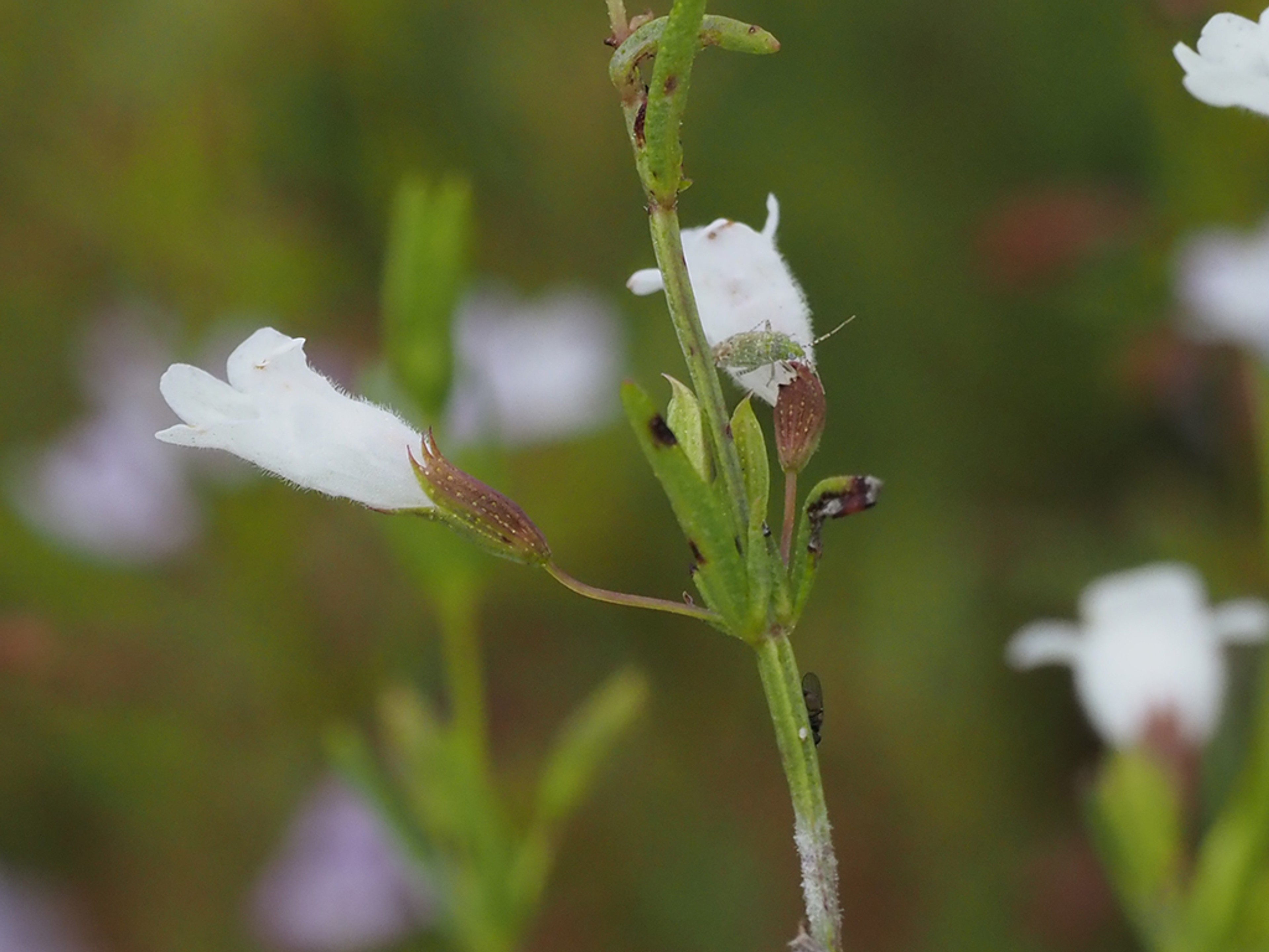 White flowers