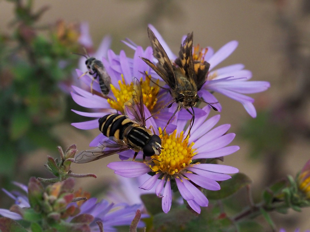 Aromatic aster mid November