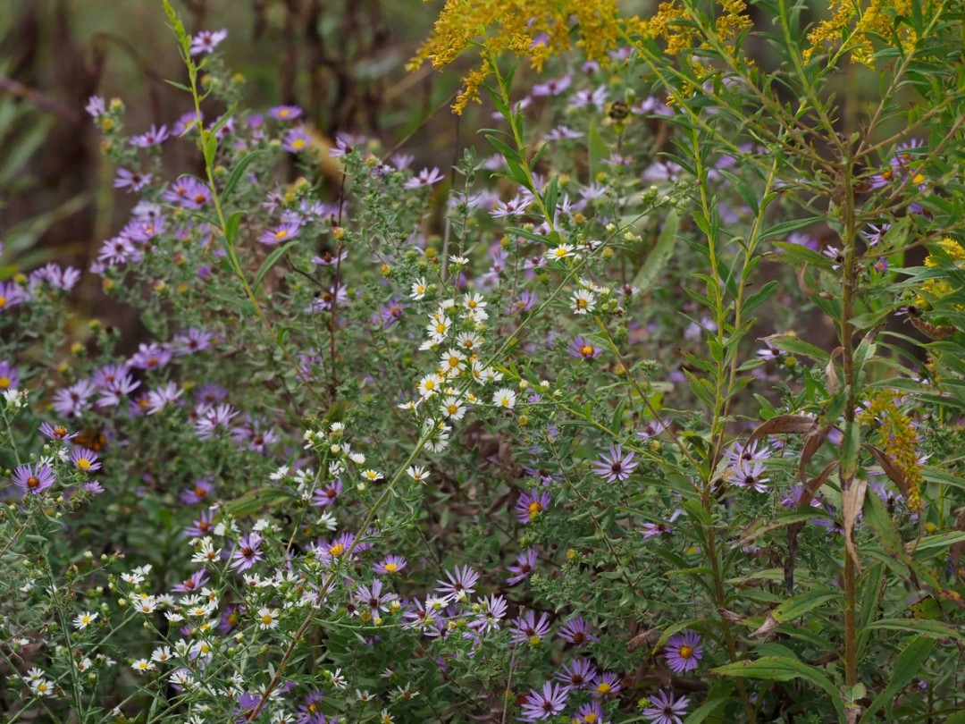 Symphyotrichum oblongifolium/pilosum, Solidago altissima
