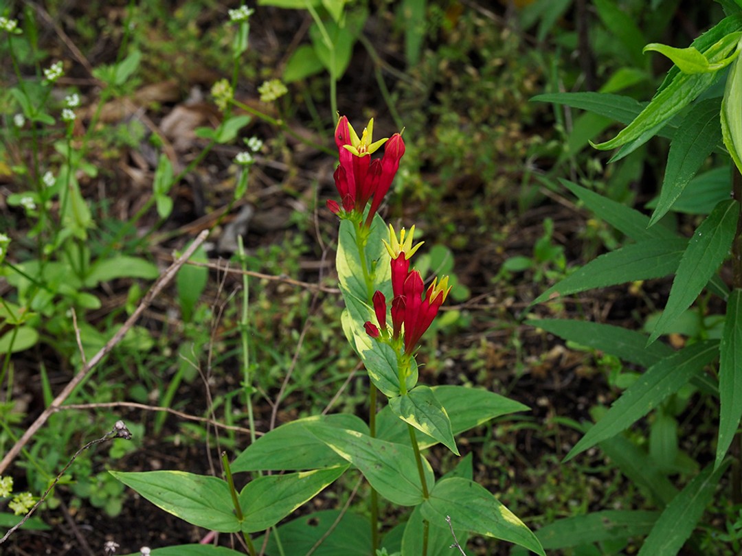 Yellow areas on leaves