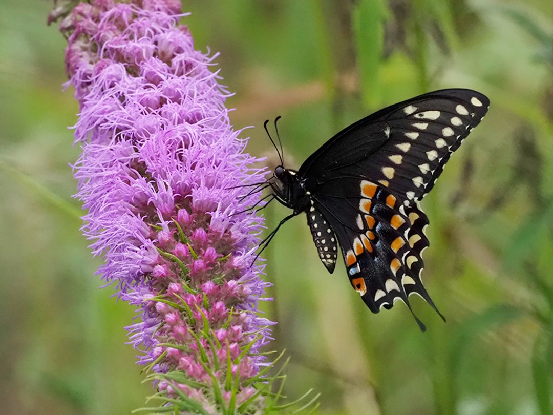 Black Swallowtail