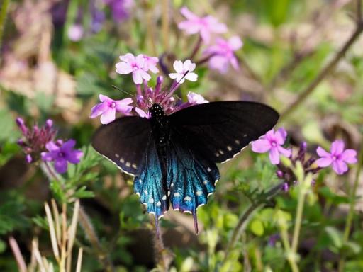 Pipevine Swallowtail