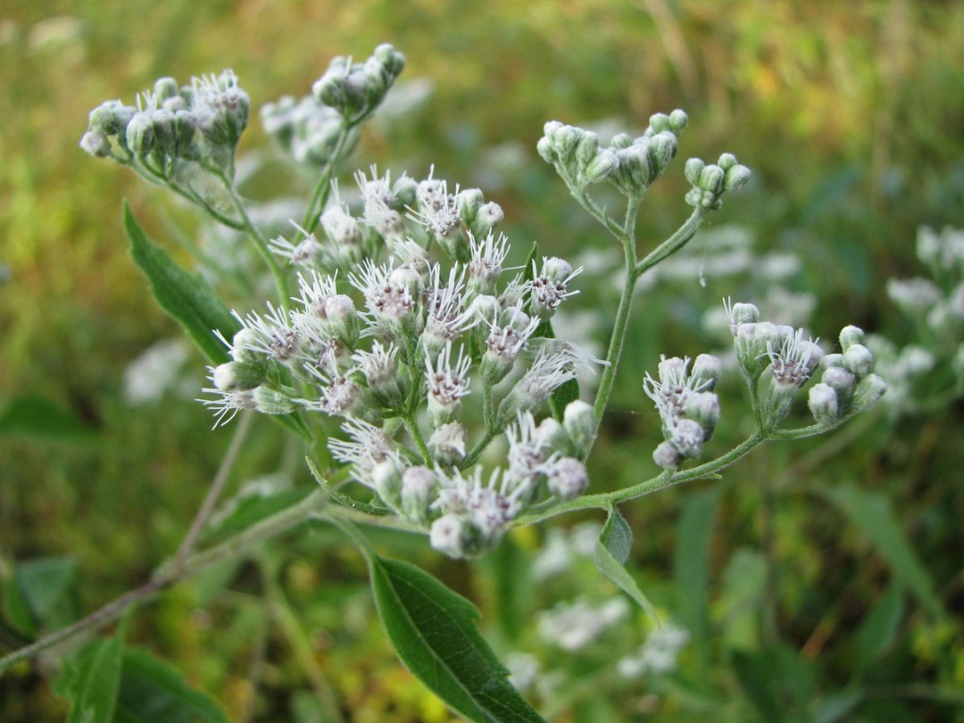 Buds and flowers