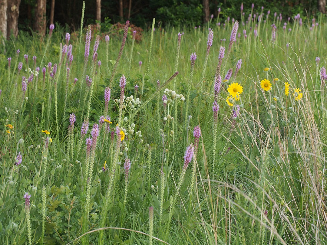Flowering beautifully in grassland