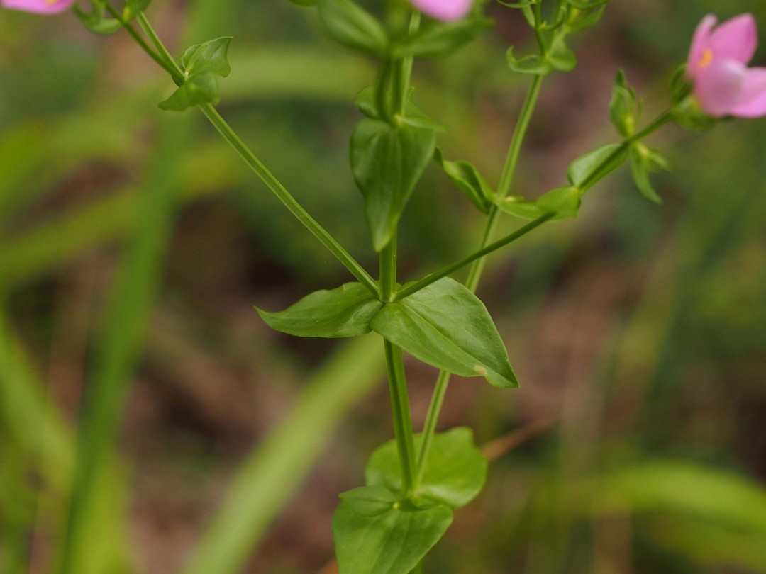 Angled stem, Opposite leaves
