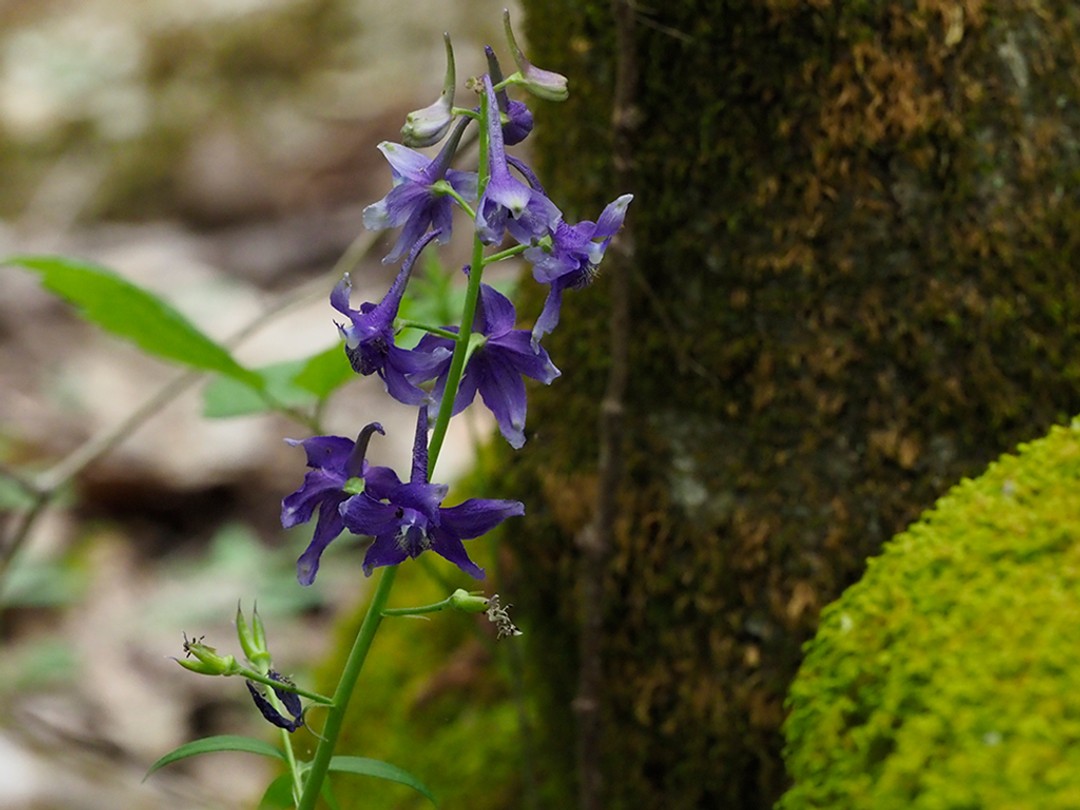 Buds, flowers and seedpods