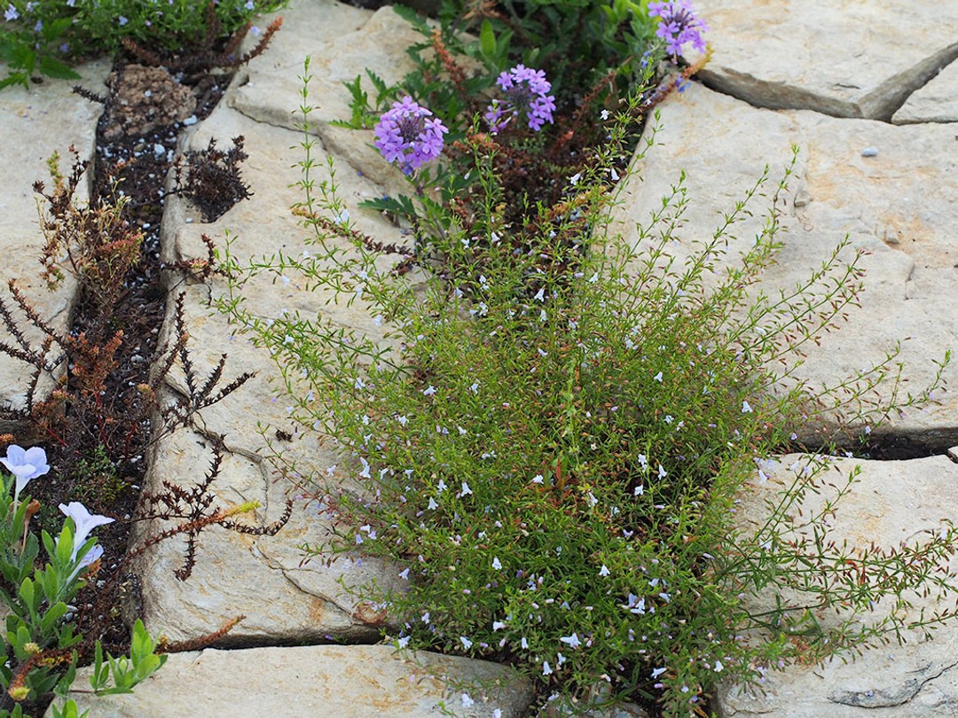 Glandularia canadensis, Ruellia humilis