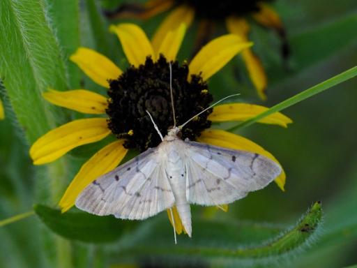 Southern Beet Worm Moth