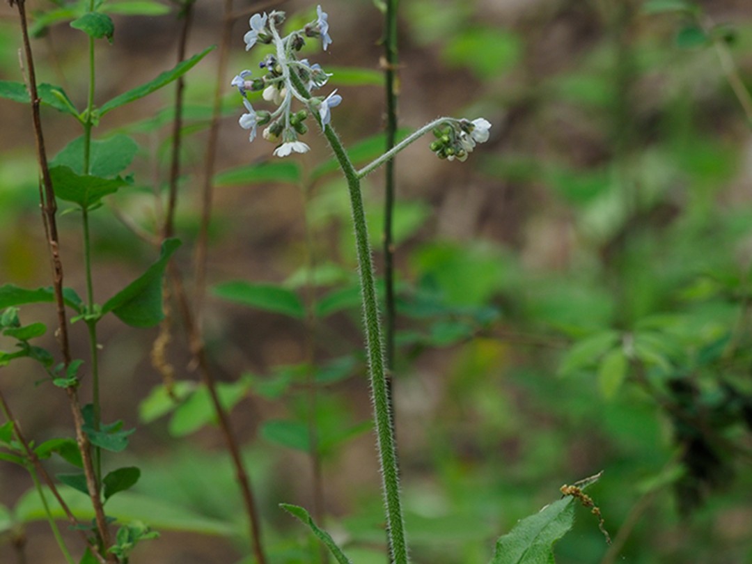 Hisuite flowering stem