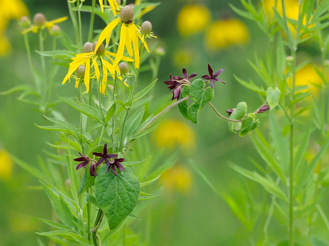With Matelea decipiens