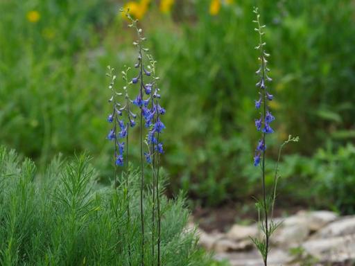 Carolina larkspur flowering in glade habitat