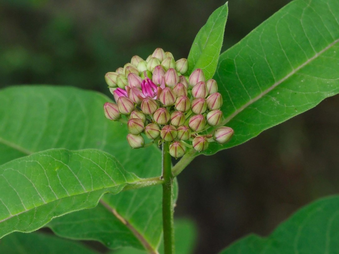 Buds in various stages