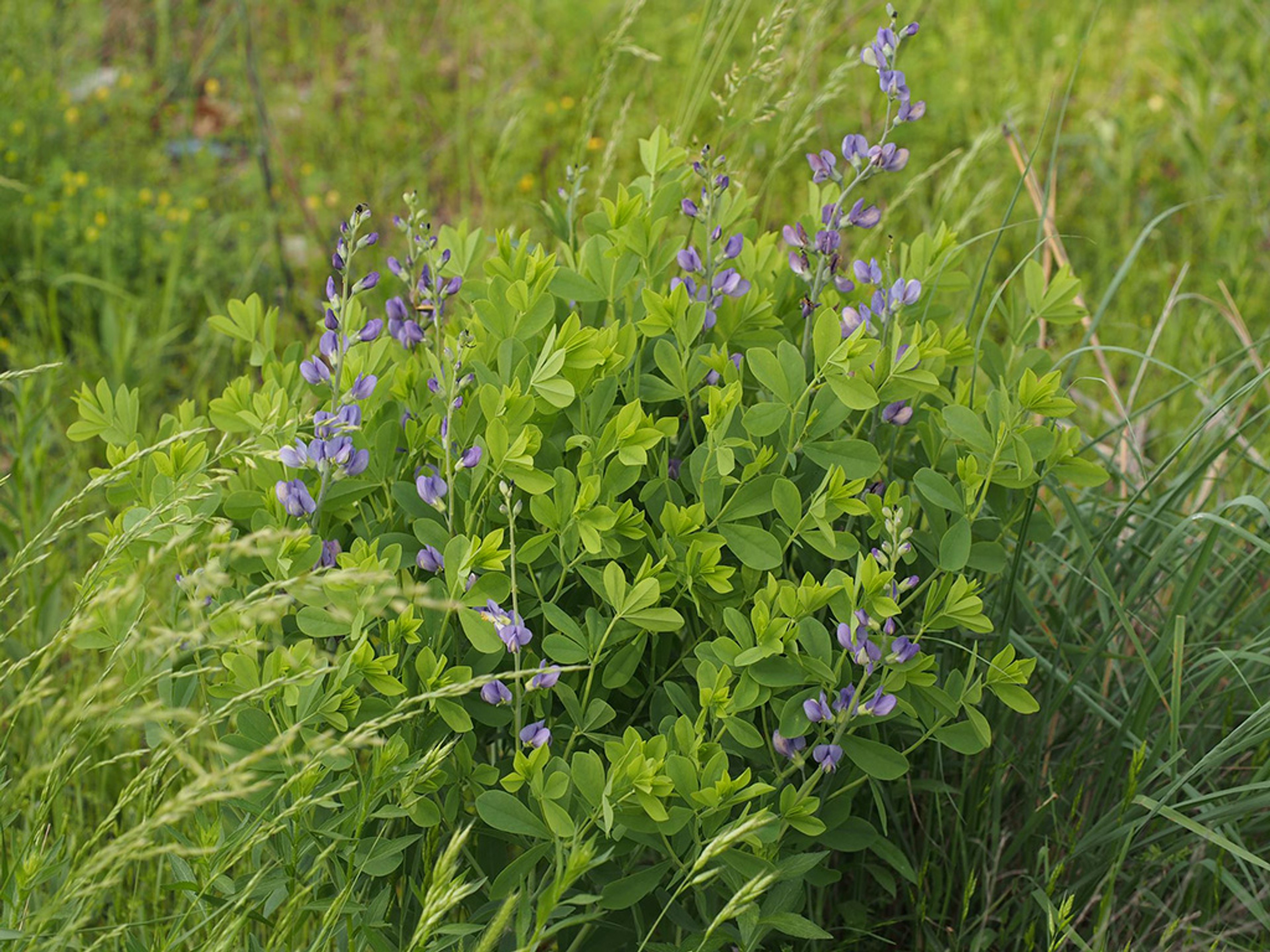Baptisia australis in Prairie habitat