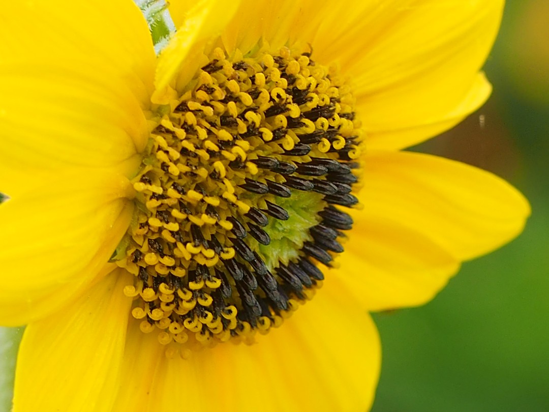 Close look at disk flowers