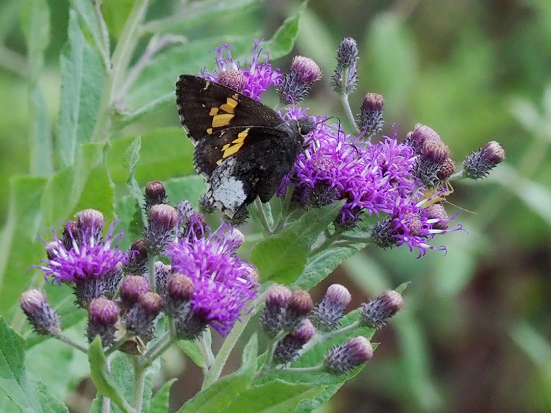 Hoary Edge Skipper