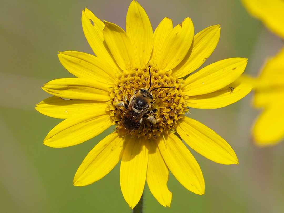 Longhorn bee