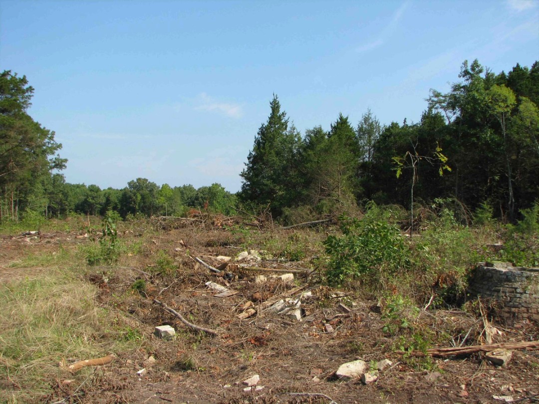 Removing Ceder and invasives at homesite