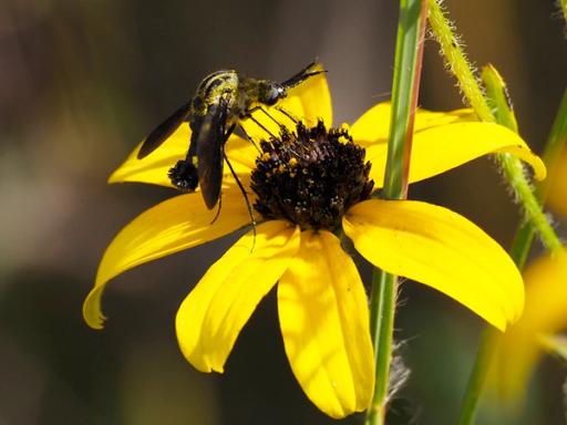 Scaly Bee Fly