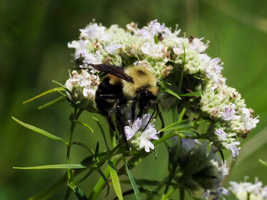 Brown-belted Bumble Bee