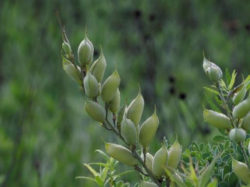 Unripe green seed pods