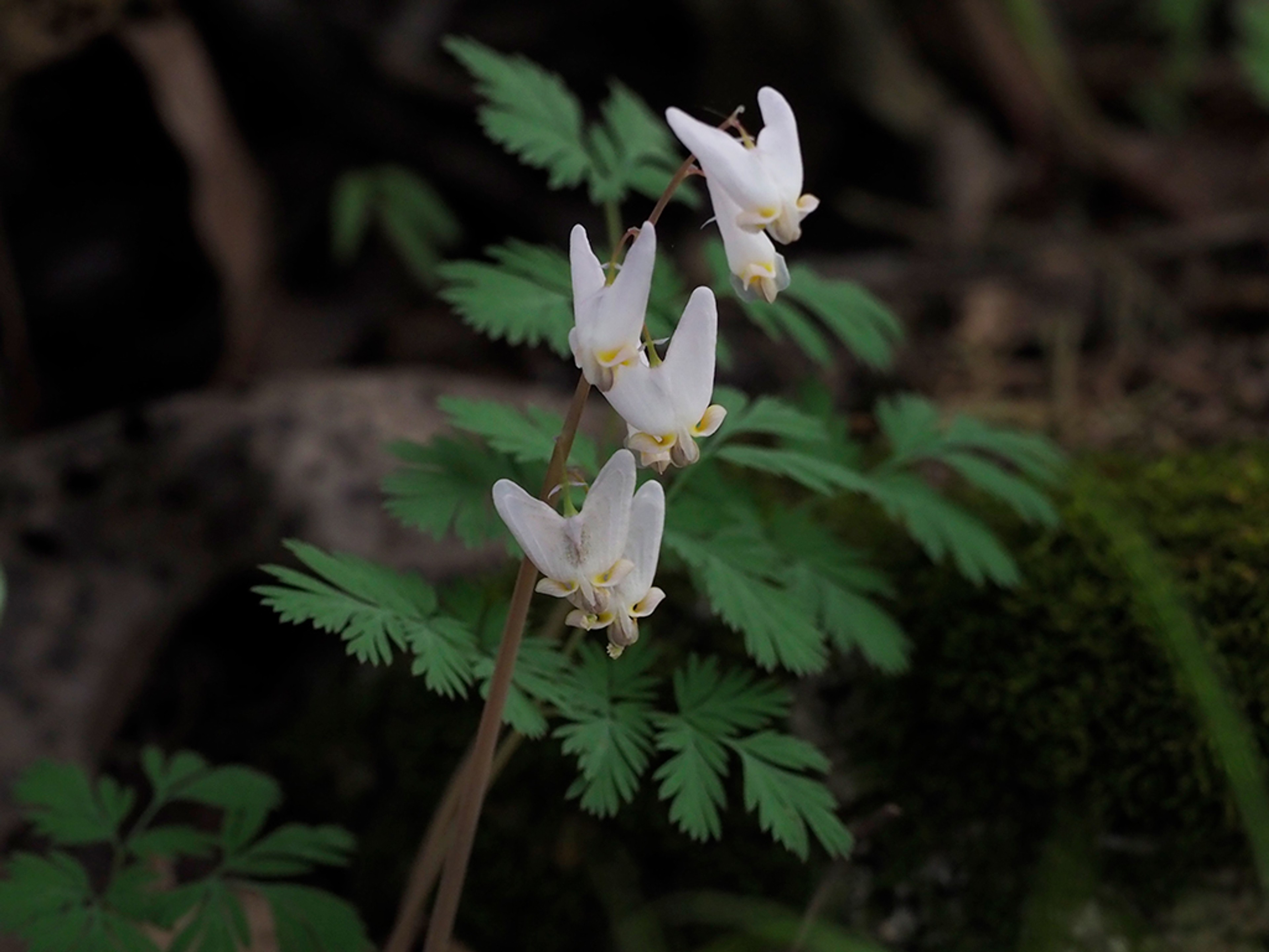 Dicentra cucullaria