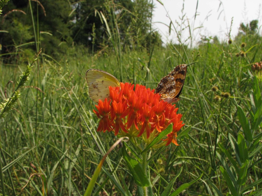 Little Yellow and Silvery Checkerspot
