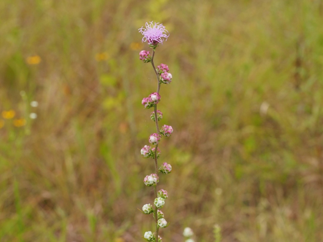 Flowering from top to bottom