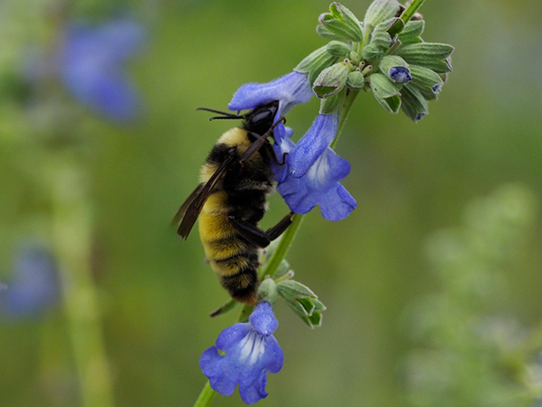 Male American Bumble Bee