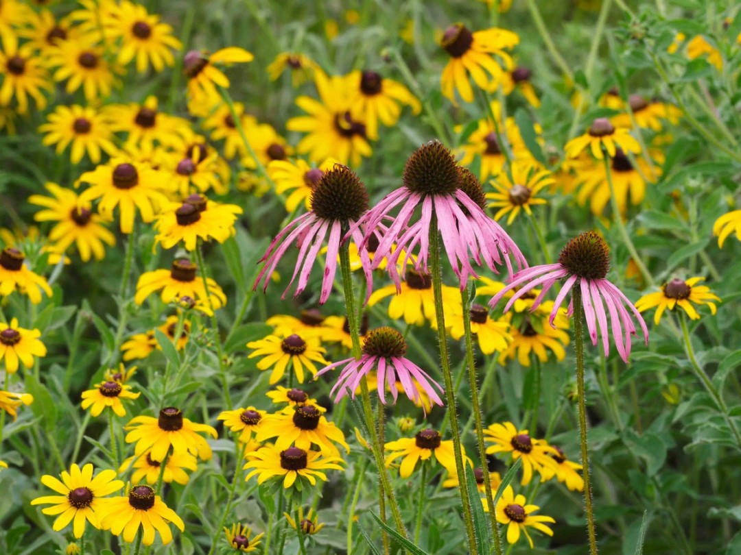 Glade coneflower