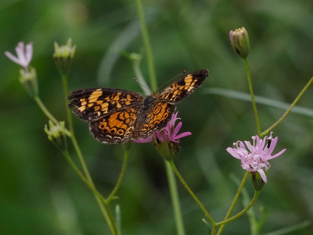 Pearl crescent